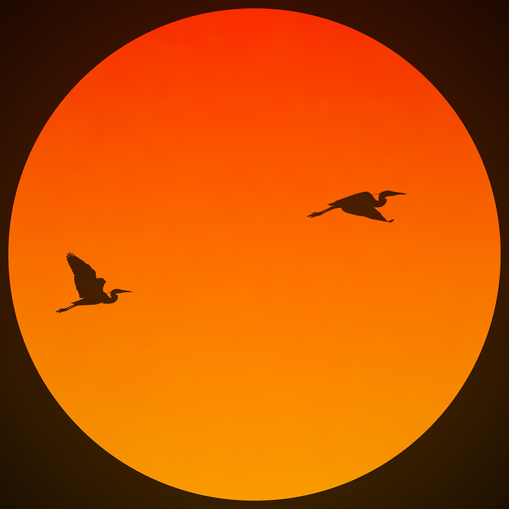 Omni: pantalla LED circular con un atardecer naranja y dos aves en vuelo